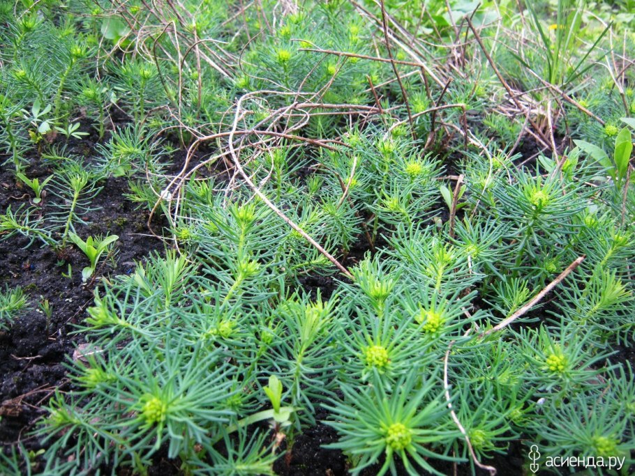 Молочай Канарский Euphorbia canariensis