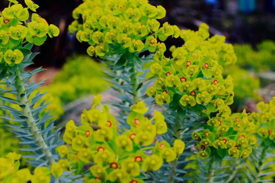 Euphorbia helioscopia молочай солнцегляд