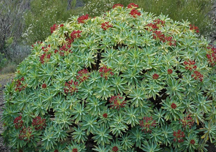 Euphorbia wulfenii