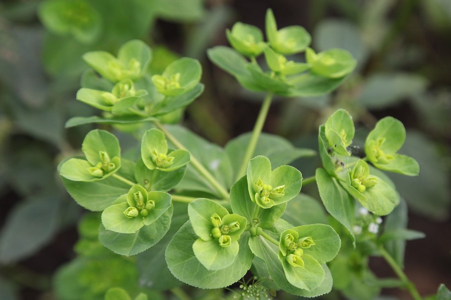 Молочай кипарисовый (Euphorbia cyparissias)