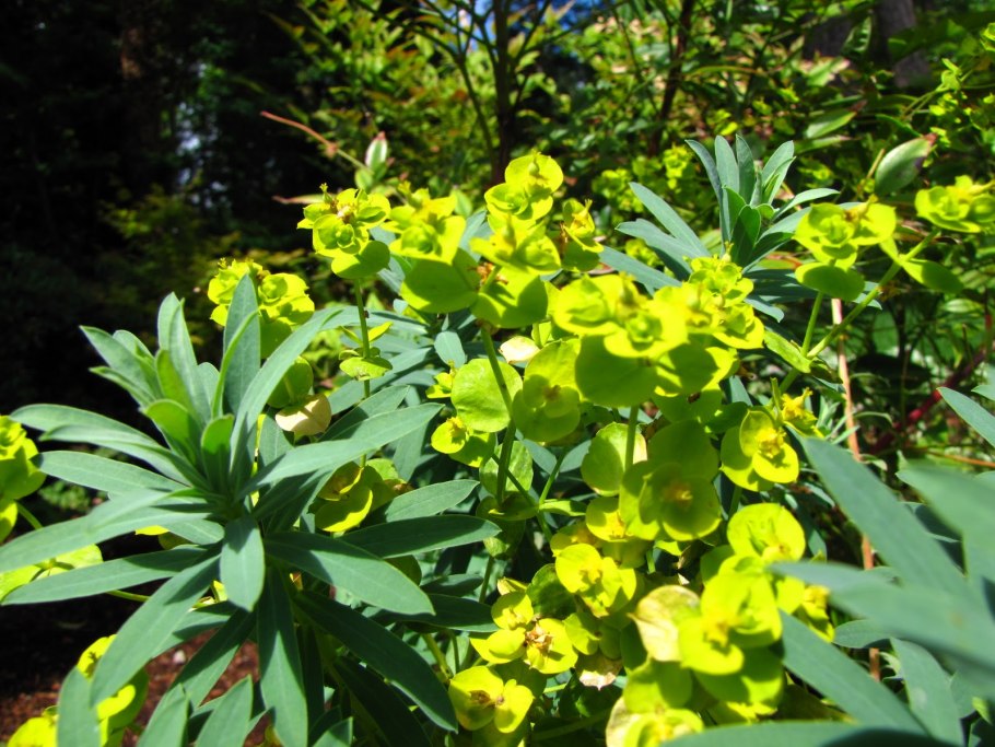 Молочай кипарисовый euphorbia cyparissias