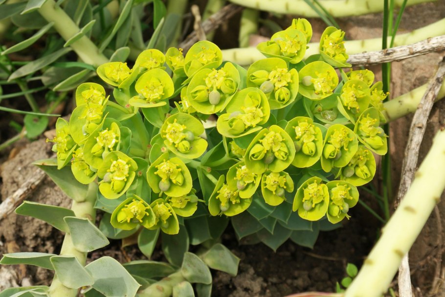 Молочай Жигулёвский (Euphorbia zhiguliensis)