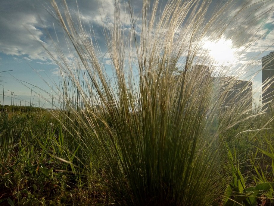 Мискантус сорановский