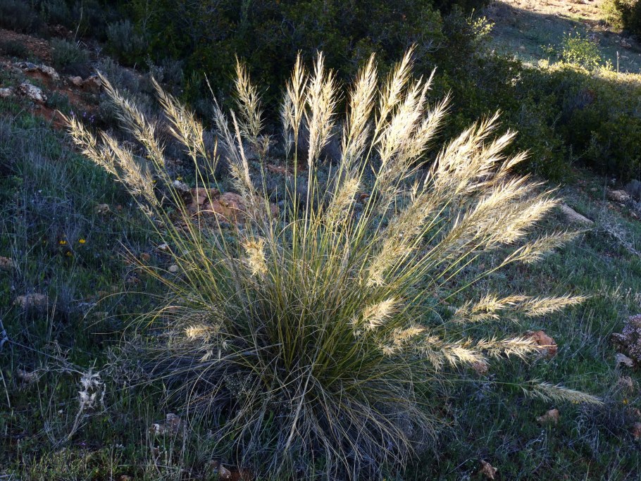 Ковыль Сырейщикова Stipa syreistschikowii