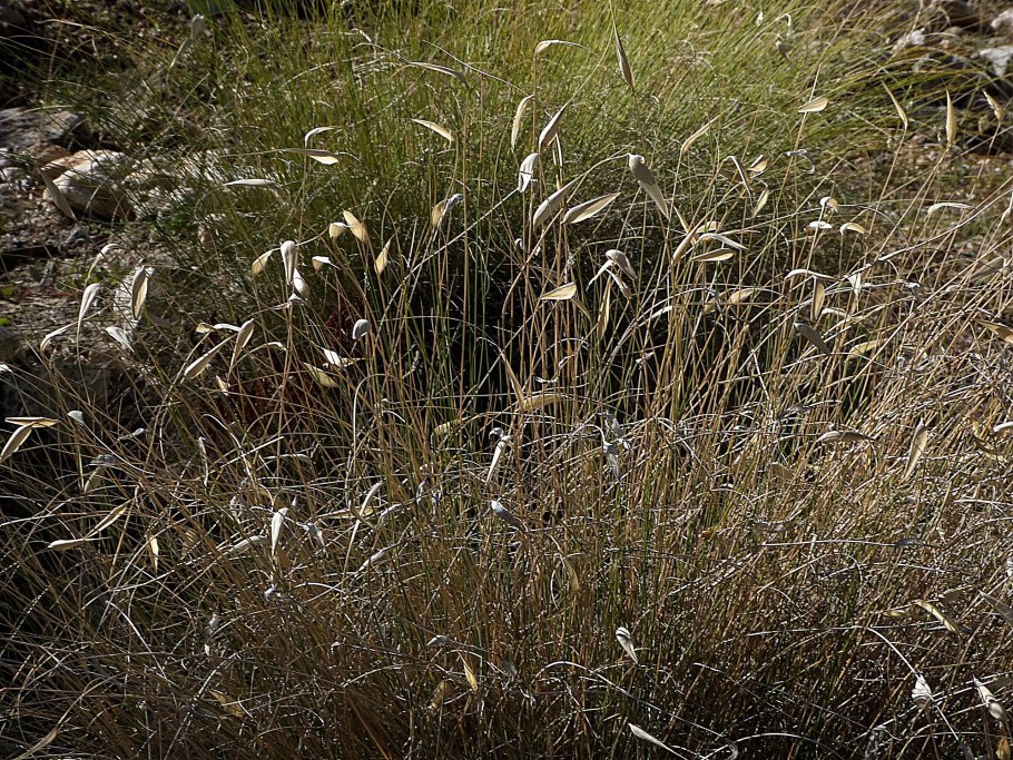 Солдо Эспарто