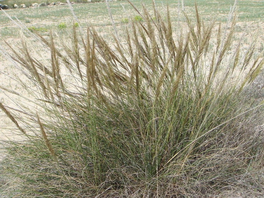 Stipa tenacissima растение