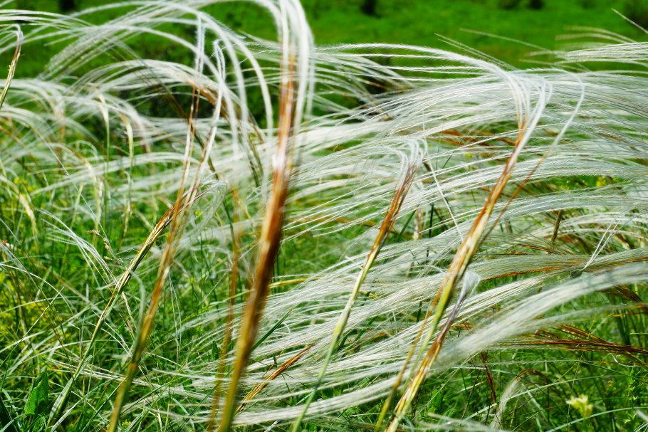 Stipa tenacissima
