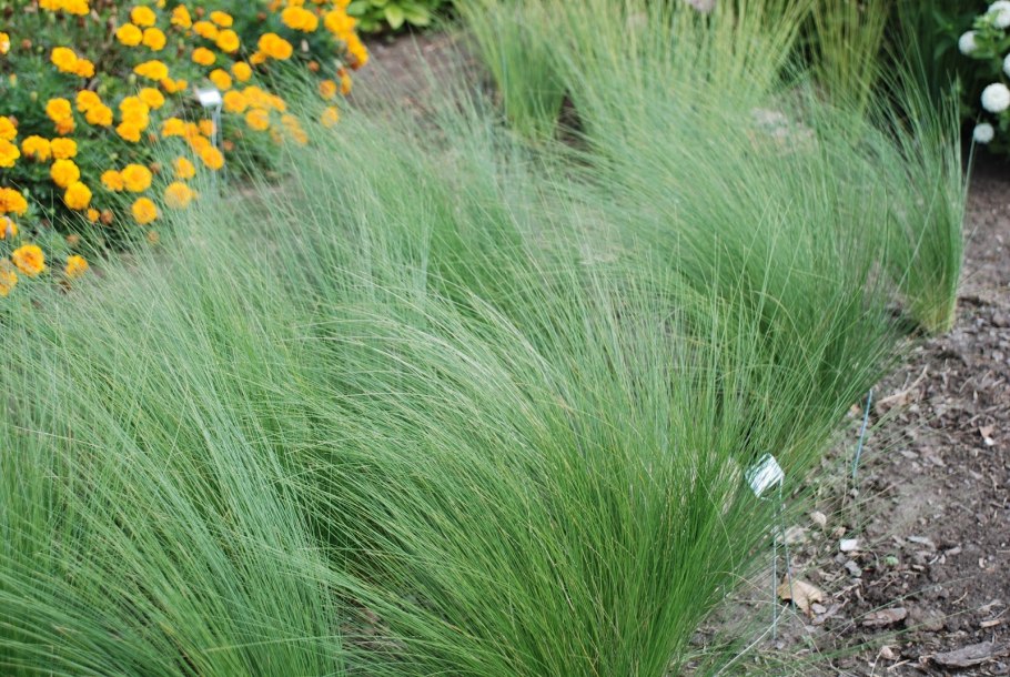 Stipa tenacissima растение