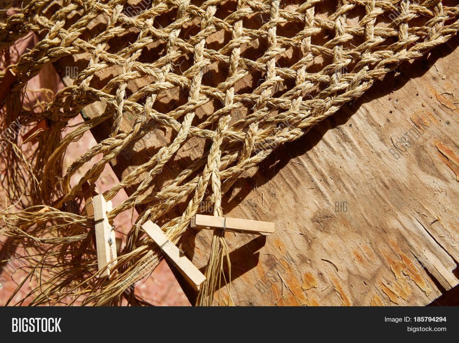 Мискантус срезка