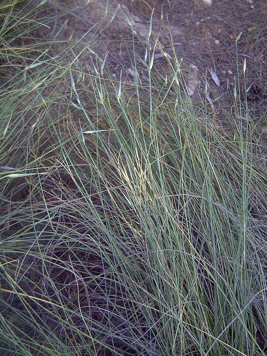 Сеслерия черная