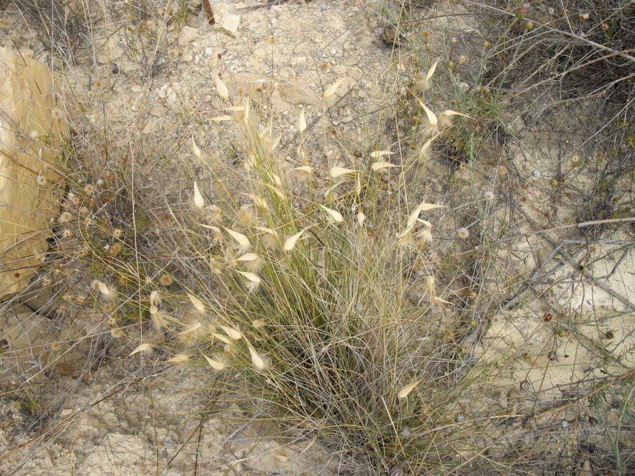 Ковыль узколистный