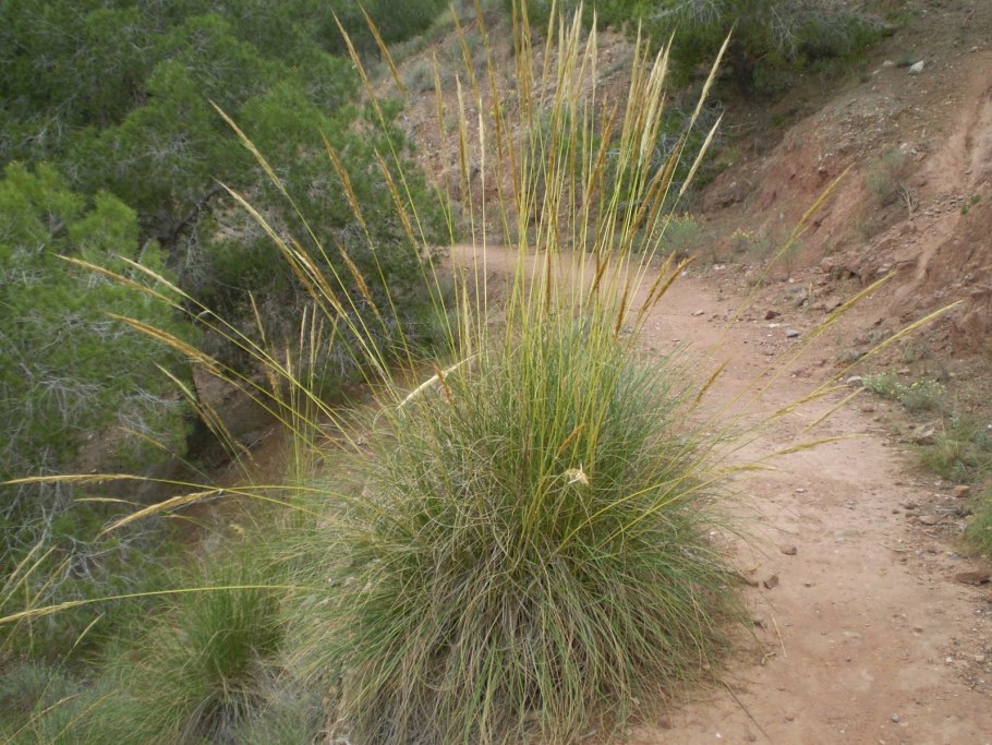 Эспарто бумага