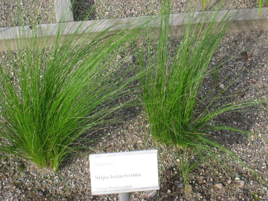 Ткань из травы-Эспарто