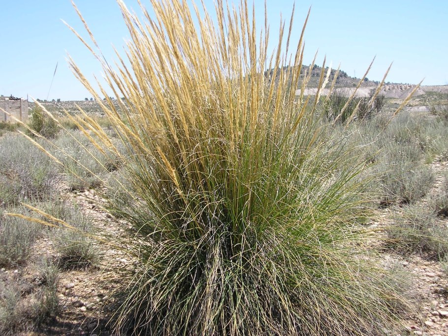 Ковыль Эспарто
