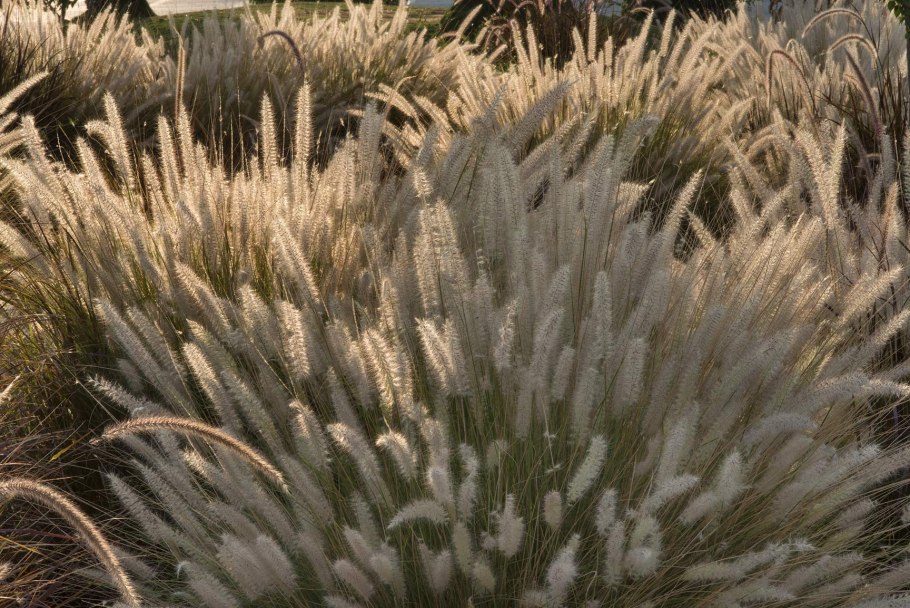 Пеннисетум Полевица
