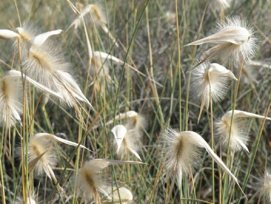 Сеслерия блестящая