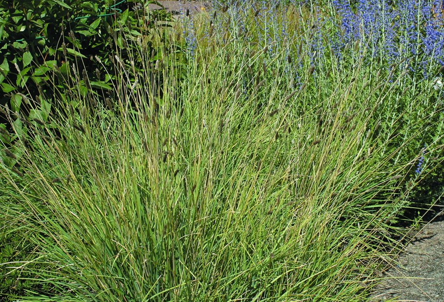 Ткань из травы-Эспарто