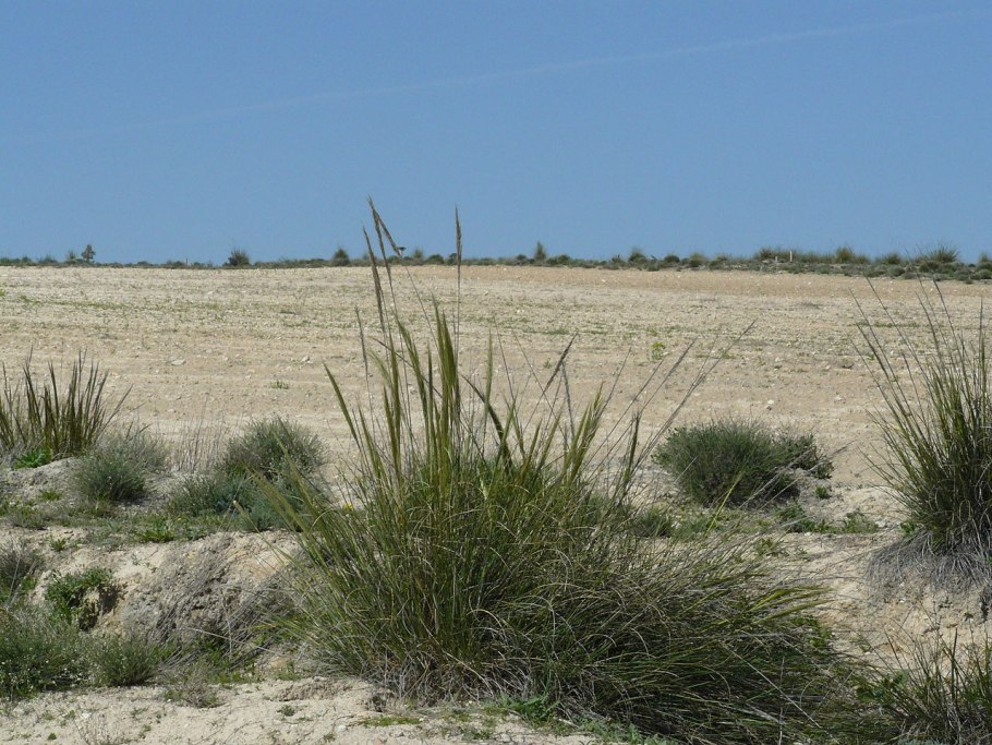 Ткань из травы-Эспарто