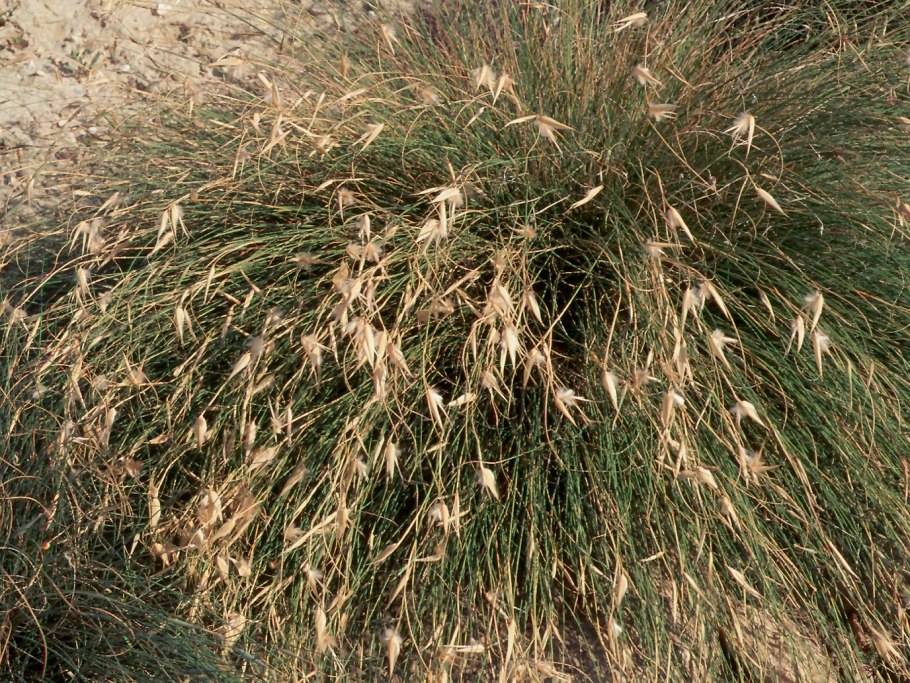 Ковыль в Новосибирске