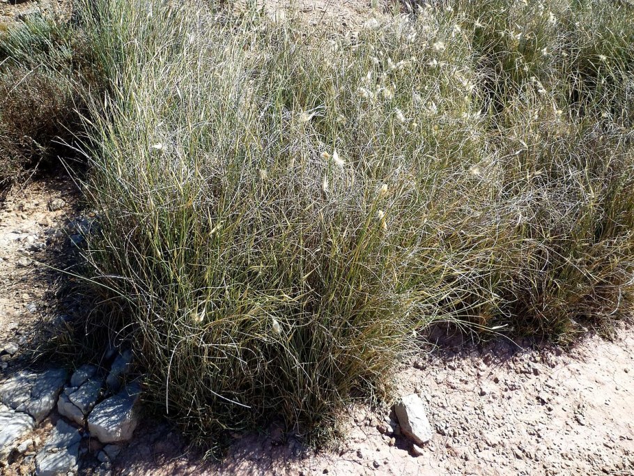 Инструмент Ткача купить