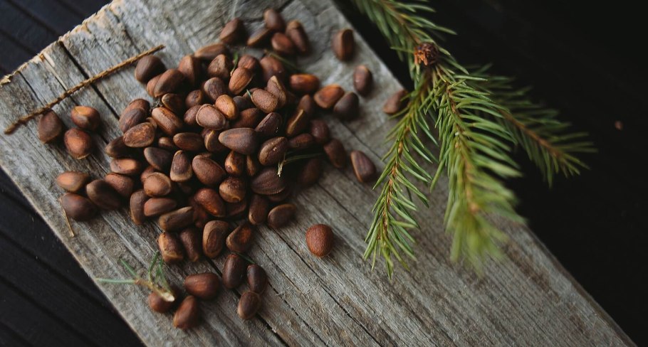 Кедр(Cedrus) семена