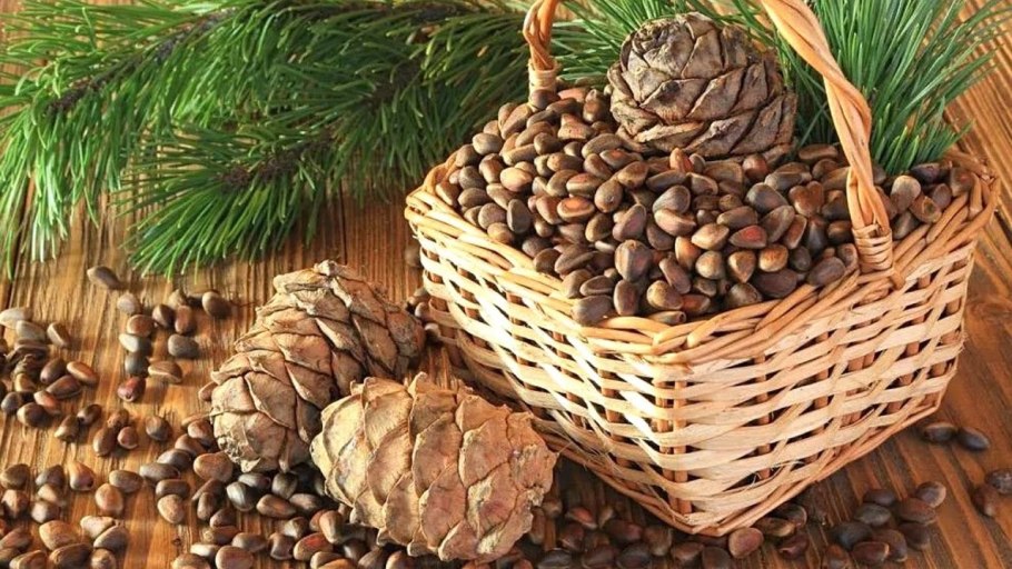 Кедр сибирский орехи