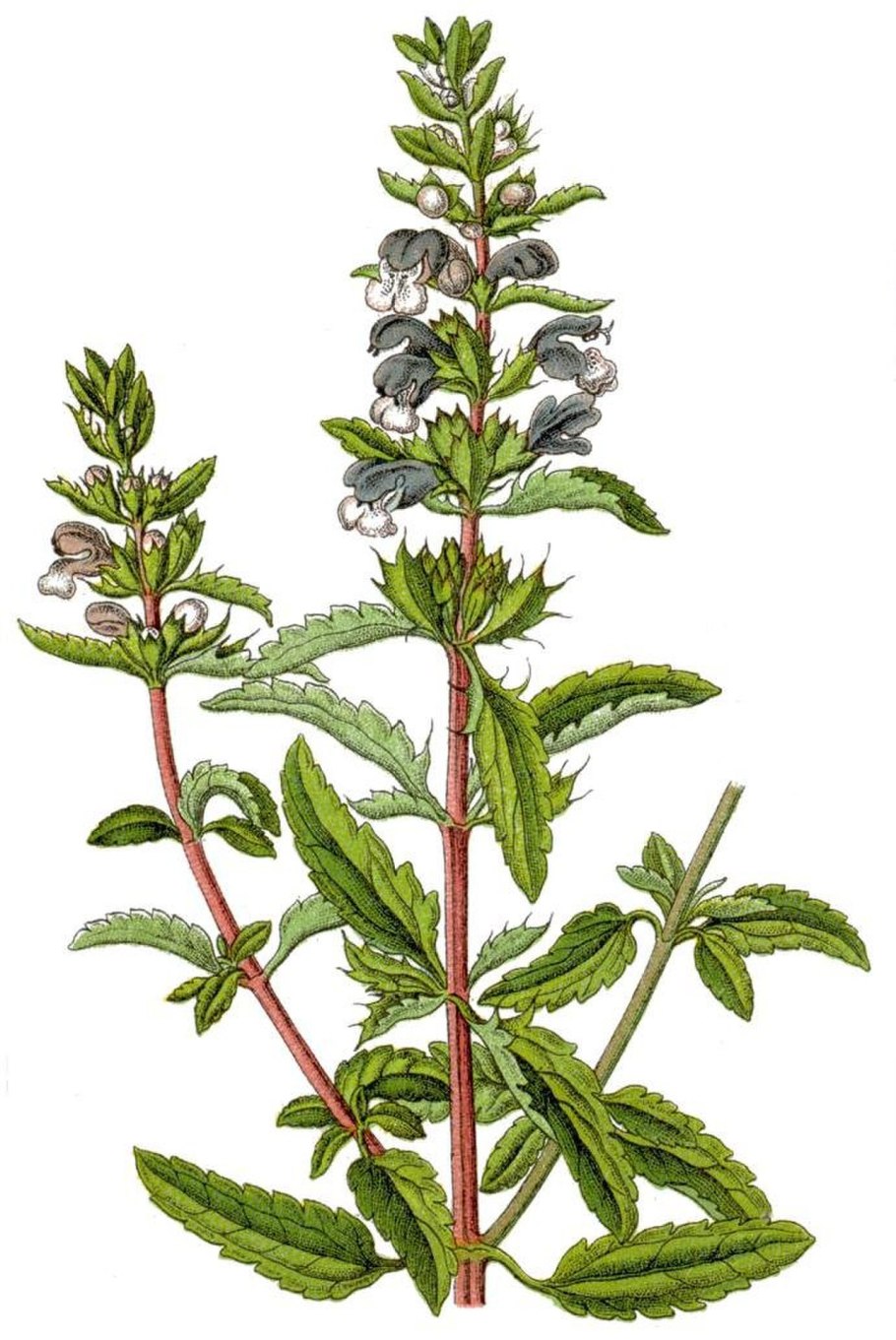 Dracocephalum austriacum
