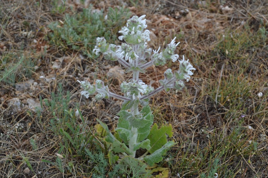 Salvia Aethiopis l.
