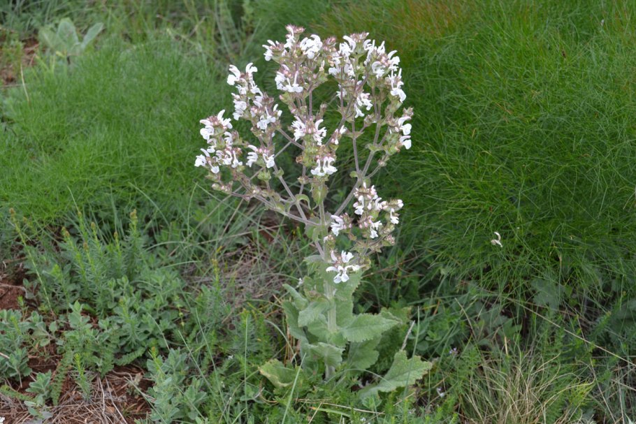 Шалфей Эфиопский ГФ