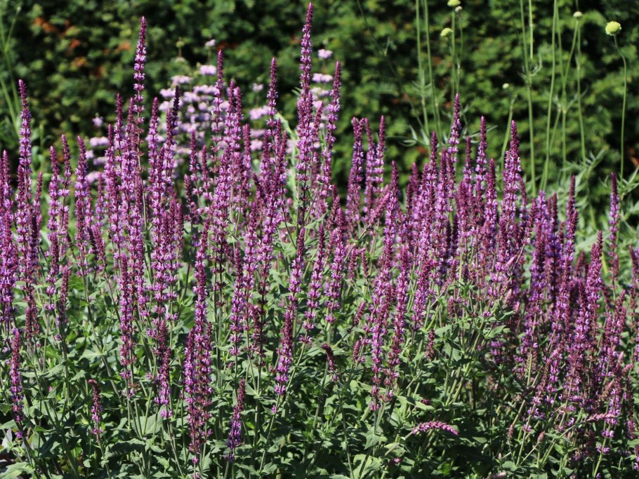 Парк Галицкого шалфей