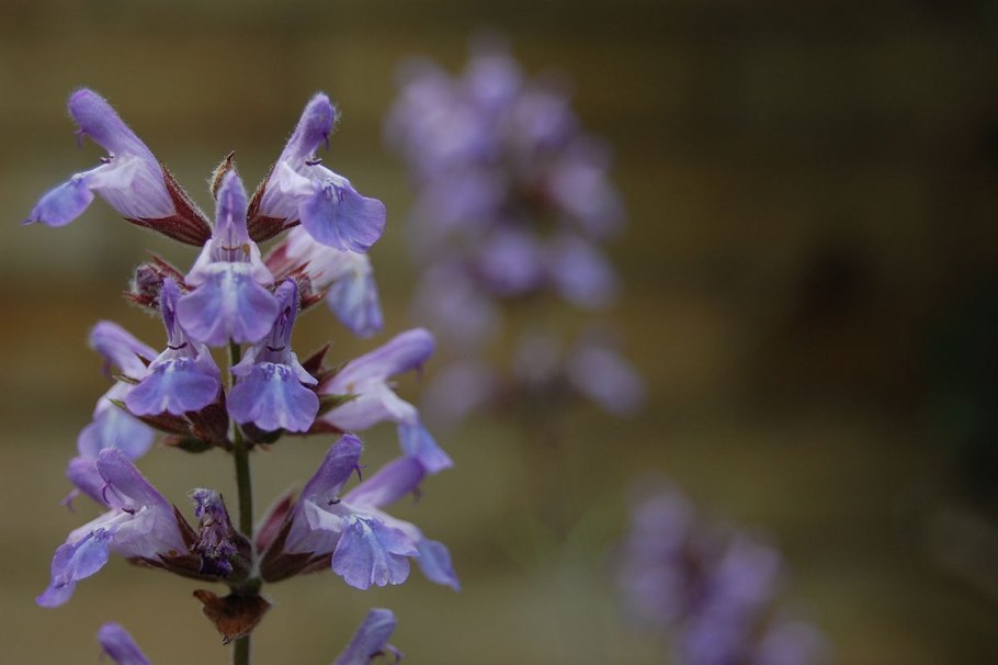 Шалфей лавандоволистный
