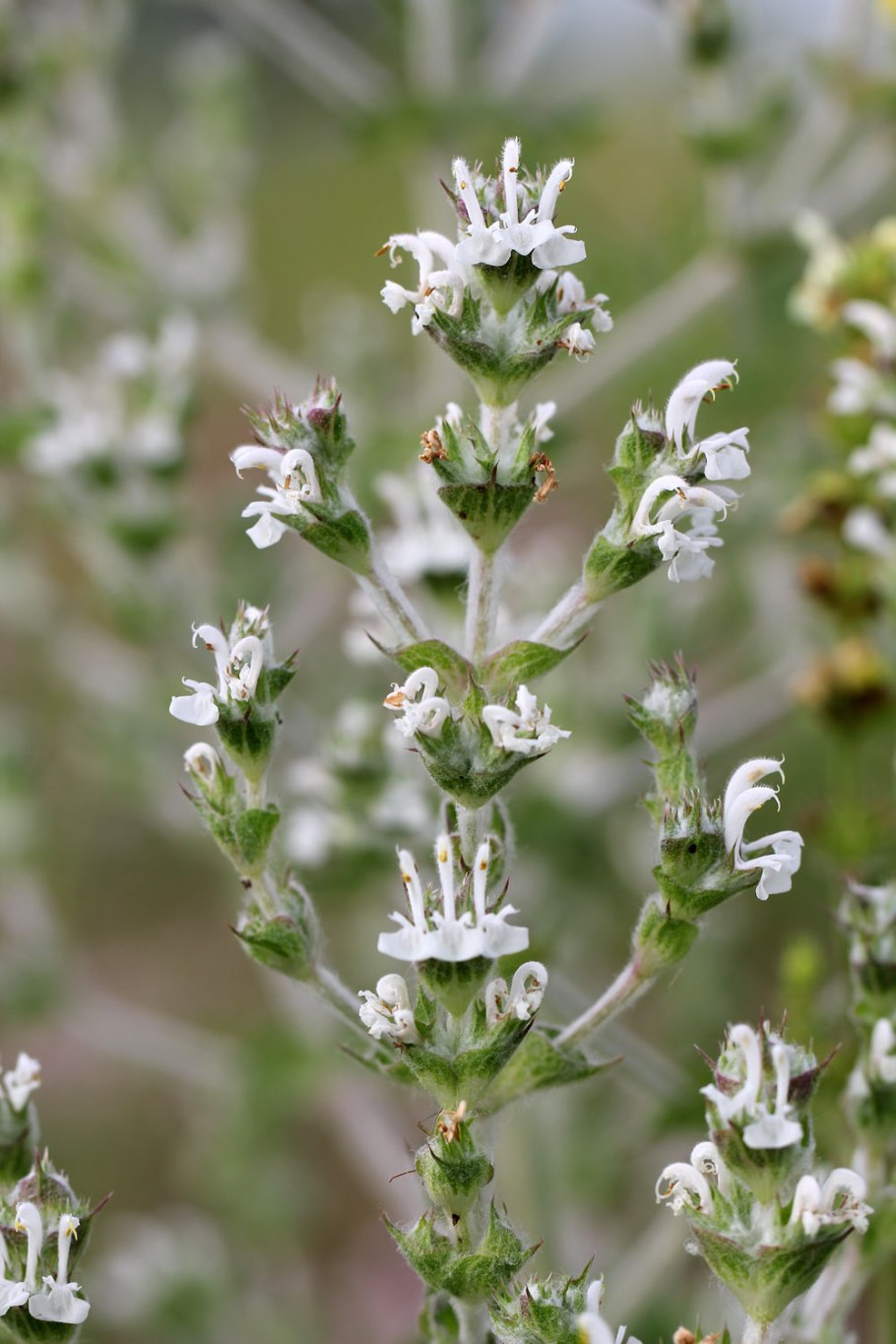 Шалфей Эфиопский ГФ