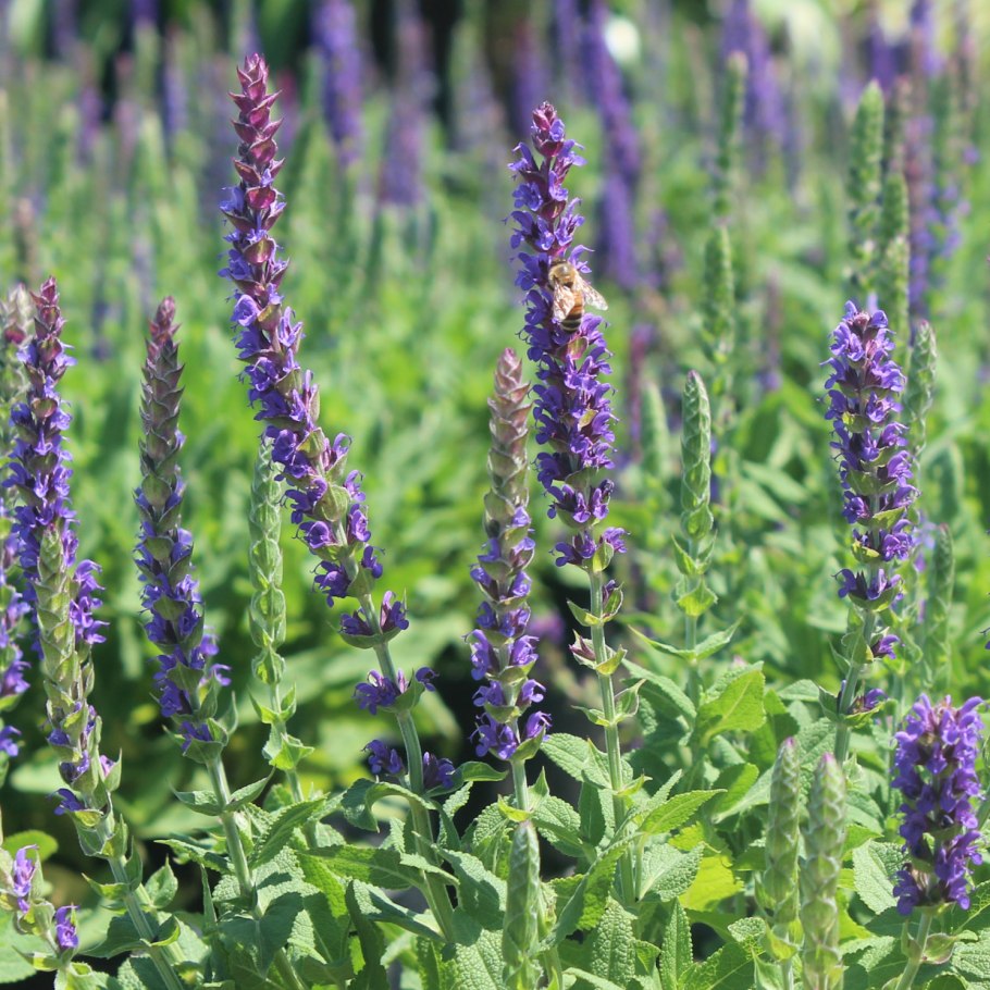 Salvia apiana шалфей