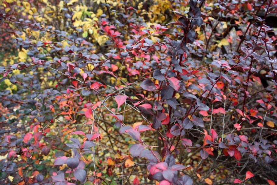 Барбарис (Берберис) оттавский auricoma
