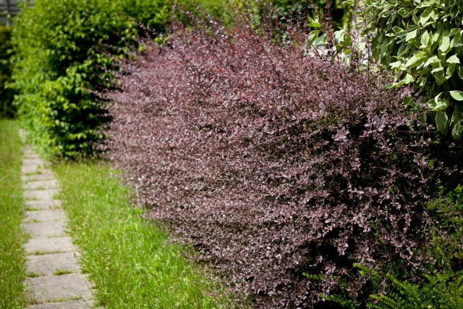 Барбарис оттавский Сильвер Майлс