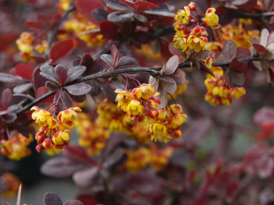 Барбарис оттавский Суперба