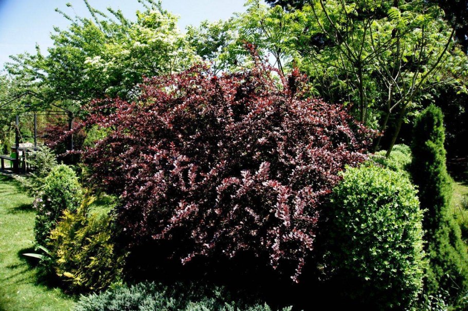 Барбарис Тунберга Суперба