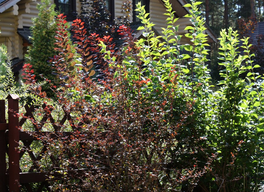 Барбарис оттавский желтый до 1.5м