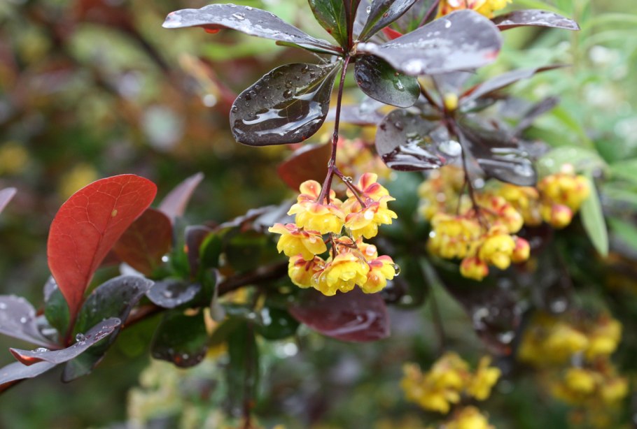 Как цветет Барбарис