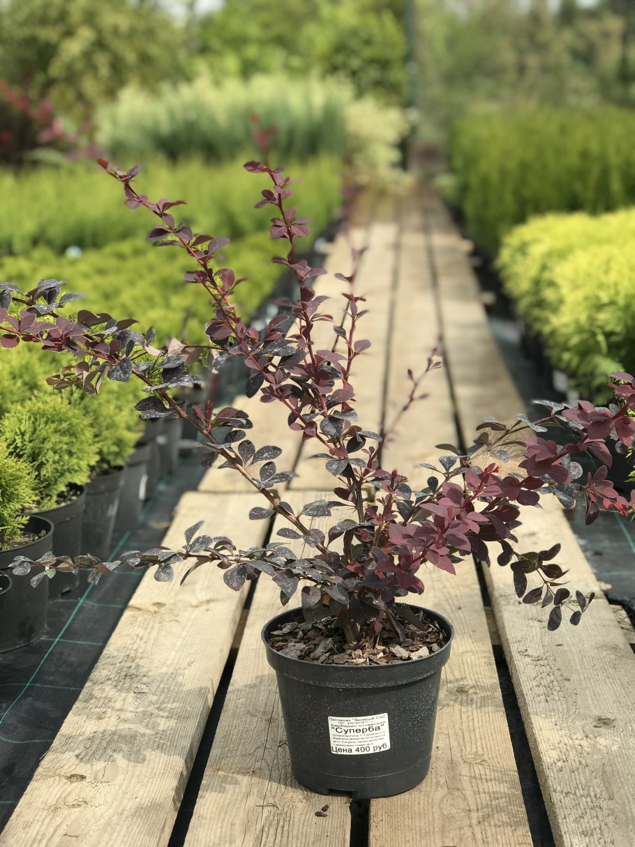 Барбарис (Берберис) оттавский auricoma