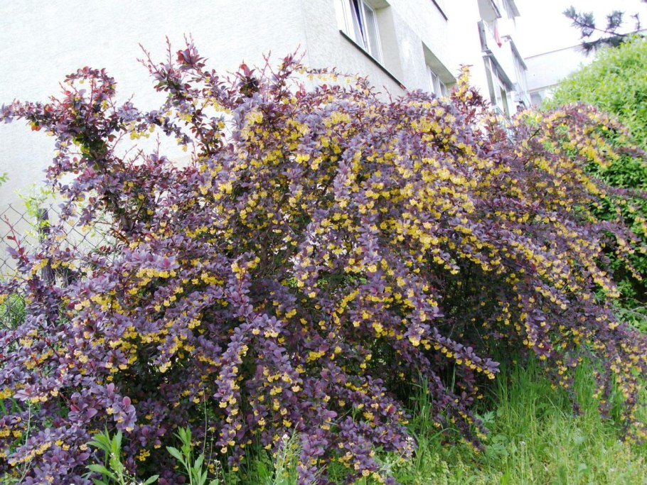 Барбарис оттавский Суперба