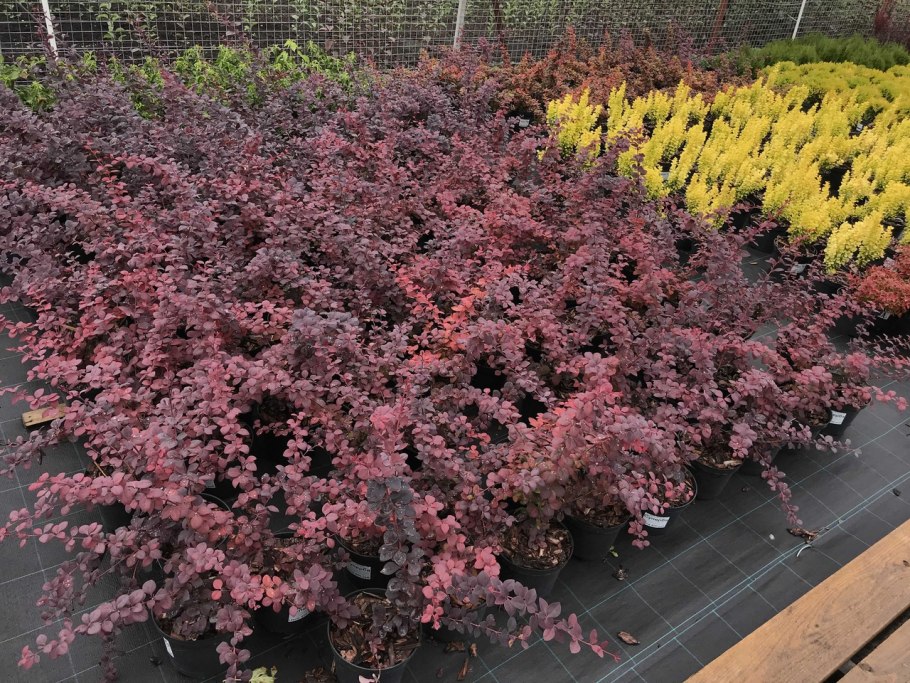 Барбарис Суперба