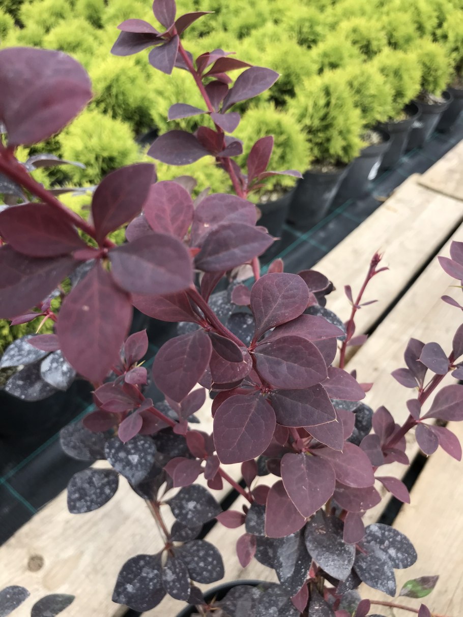 Барбарис Тунберга Аурикома