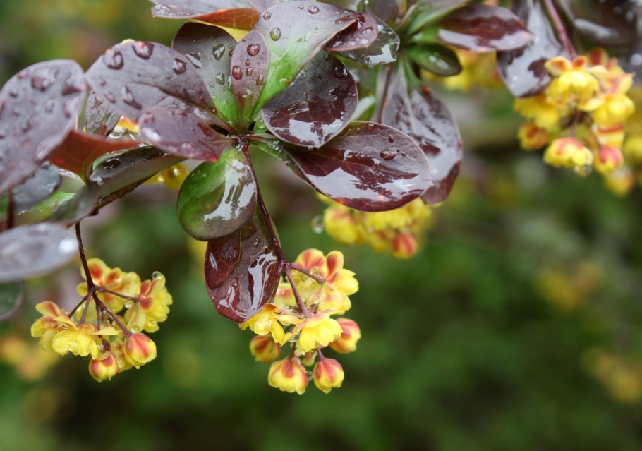 Барбарис Суперба