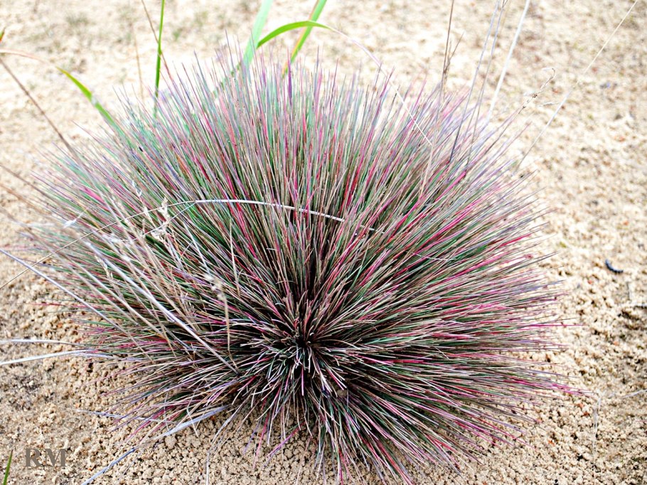 Лук скорода шнитт