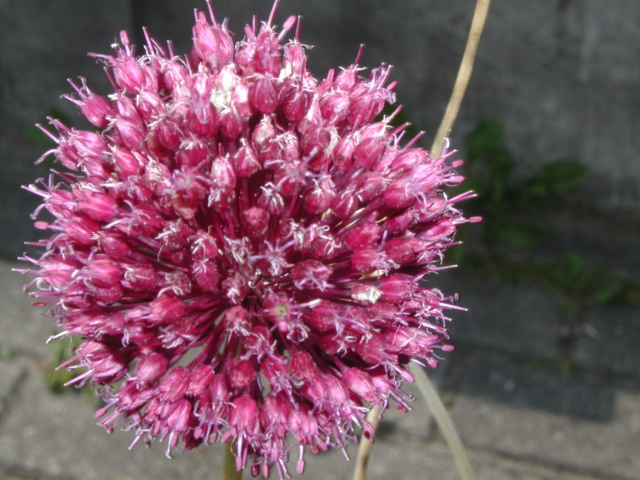 Allium atroviolaceum