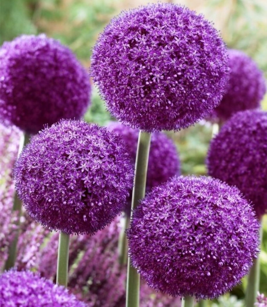 Аллиум Уайт Гиант