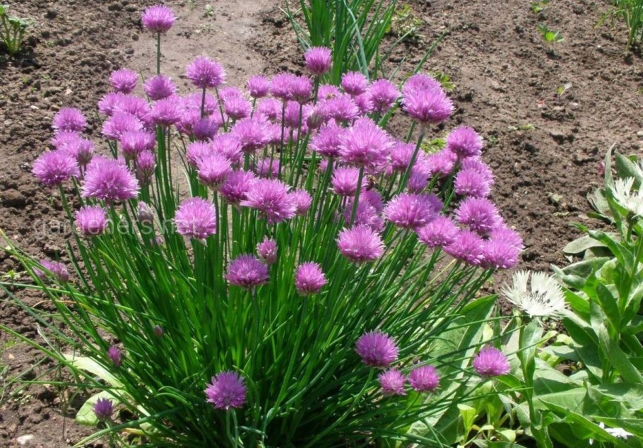 Аллиум белый