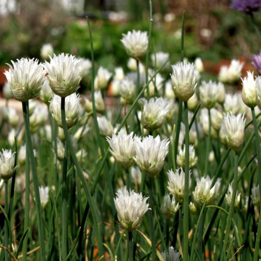 Allium schoenoprasum лук скорода