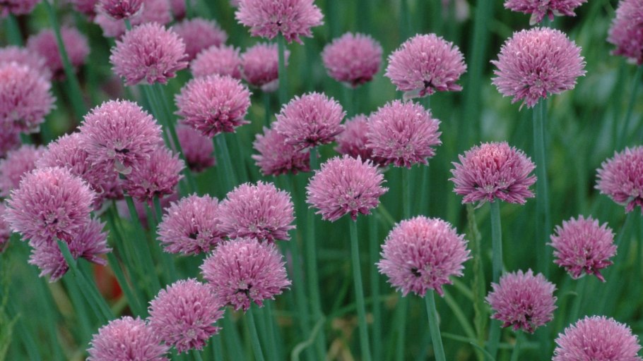 Шнитт батун